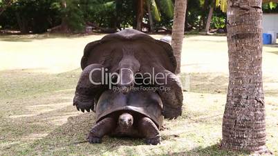 Giant tortoises mating, Curieuse Island, Seychelles