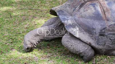Closeup of a giant tortoise at Curieuse Island, Seychelles
