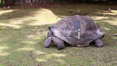 Giant tortoise eating grass at Curieuse Island, Seychelles