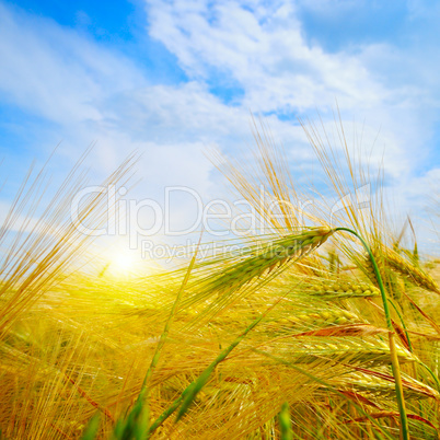 wheat field and sunrise in the blue sky