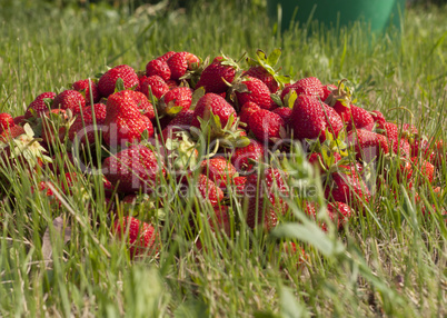 fresh strawberry photo