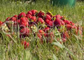 fresh strawberry photo