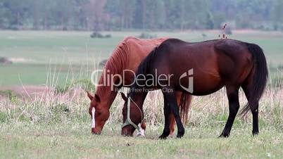 Horse family in the pasture