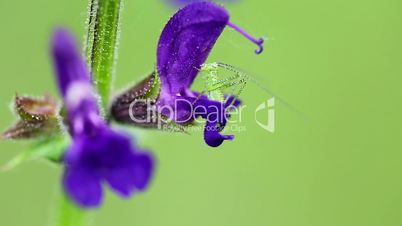 Green striped Grasshopper on the purple petal