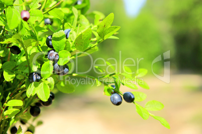 bilberry-bush with berries in the forest