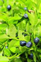 bilberry on the bush