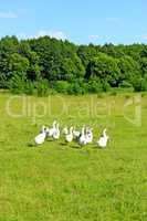flight of white geese on the meadow