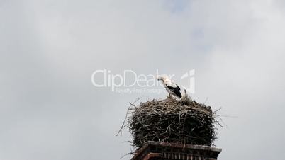 Storch im Nest in Zeitraffer