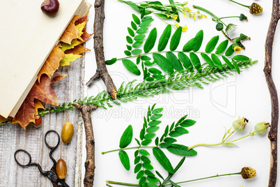 Herbarium of plants