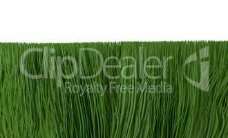 Green grass isolated on white 3d illustration