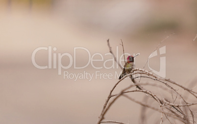 Male Annas Hummingbird, Calypte anna
