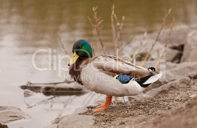 Wild Mallard duck