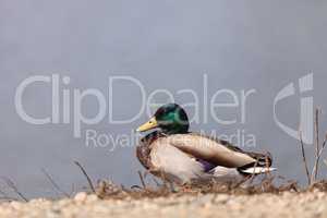 Wild Mallard duck