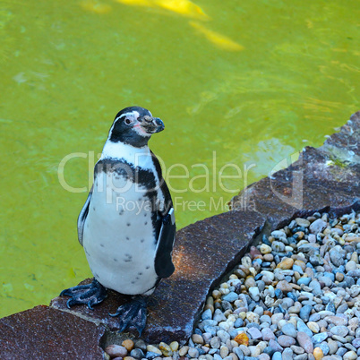 Penguin in zoo