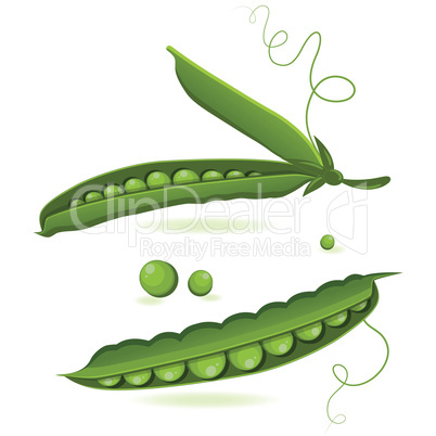 pea pods of green peas isolated vector illustration