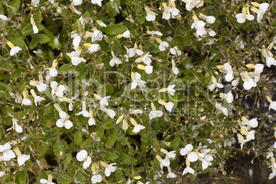 White arabis caucasica flowers background photo
