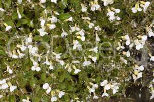 White arabis caucasica flowers background photo