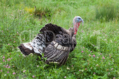 Young male turkey in the countryside