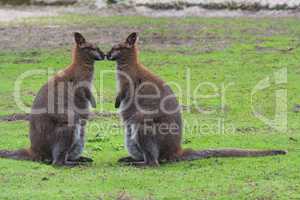 Känguru in seinem natürlichen Lebensraum