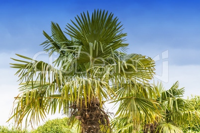 Große Palme vor blauen Himmel