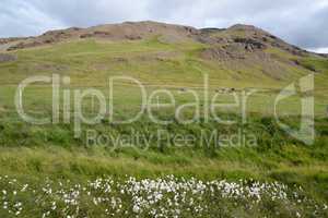 Wollgras auf Island