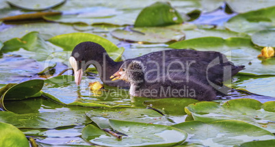 Eurasian or common coot, fulicula atra, duck and duckling