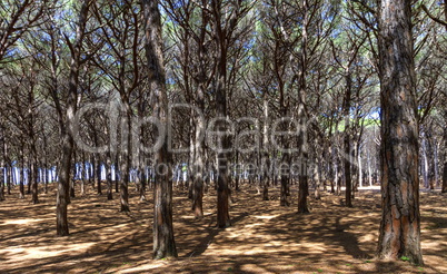 Pinewood forest, Cecina, Tuscany, Italy