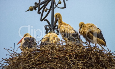 Four european white storks, ciconia, in the nest
