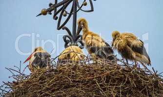 Four european white storks, ciconia, in the nest