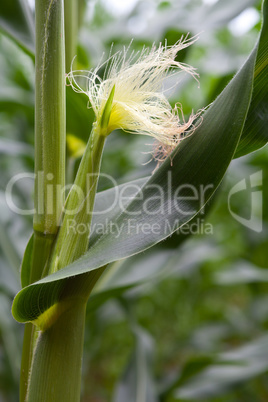 Corn detail