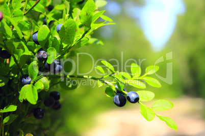 bush with bilberry in the forest