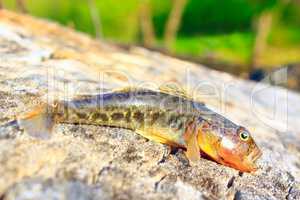 small caught gudgeon