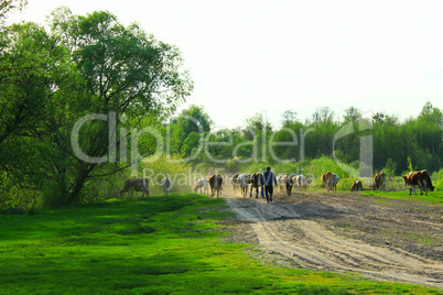 cows comes back from pasture with herder