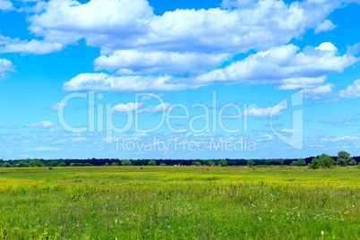 summer meadow and blue sky with white clouds.