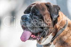 Portrait of nice german boxer dog