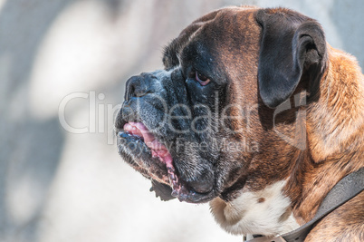 Portrait of nice german boxer dog