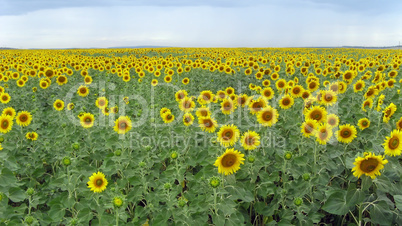 Field of blooming sunflowers background sunset