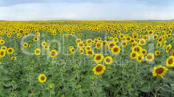 Field of blooming sunflowers background sunset