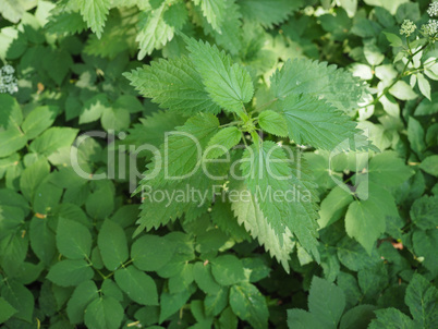 Nettle (Urtica) plant