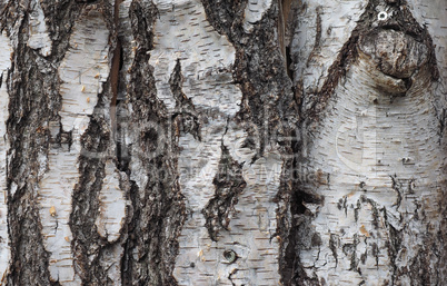 Brown tree bark background