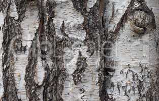 Brown tree bark background