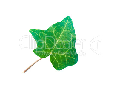 Ivy Hedera plant leaf