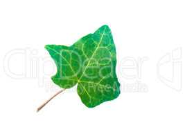 Ivy Hedera plant leaf