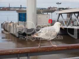 Seagull bird animal