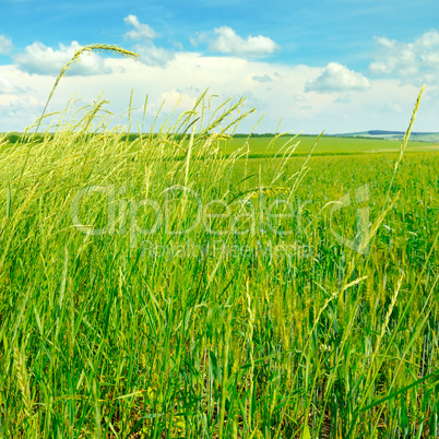 green field and blue sky with light clouds