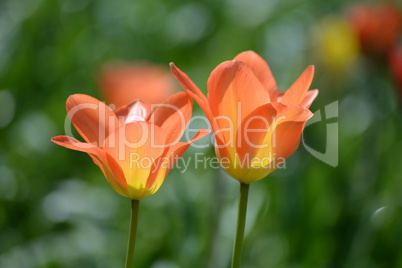 Tulpe