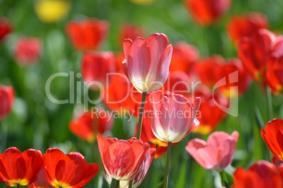 Tulpen