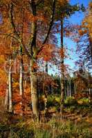 bunter Mischwald im Herbst