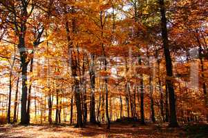 Herbstwald mit Buchen und Eichen