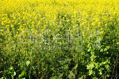 Rapsfeld im Herbst